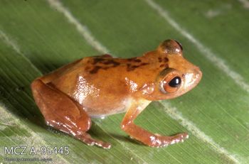 Media type: image;   Herpetology A-95445 Description: Photo of animal in life, taken in the field by Dr. Kenneth Ichiro Miyata. A slide of the photo was scanned in 2012 by Melissa Wooley.;  Aspect: lateral